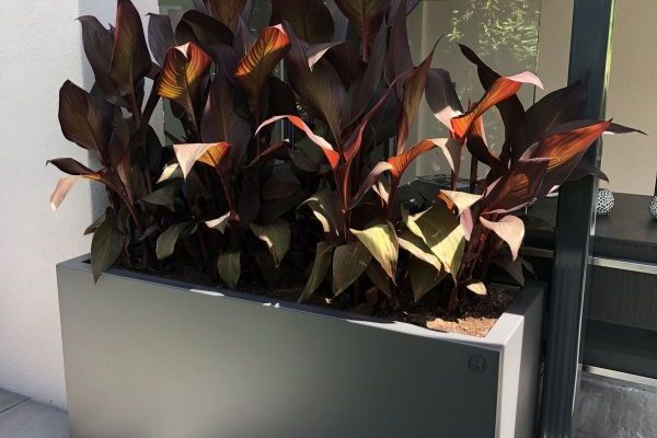 80 Wind- und Sichtschutz durch Trog mit integriertem Glas und Bepflanzung.jpg