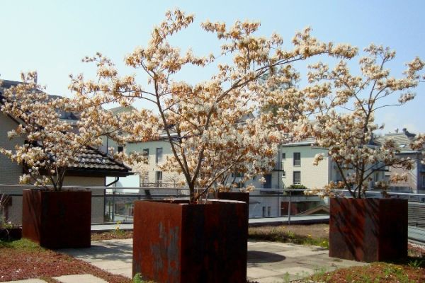 C_50_Pflanzentroege_Stahl_rostend_rohnerteufen.ch.jpg