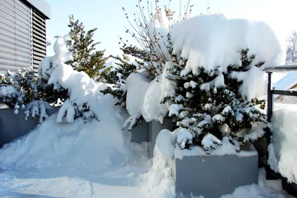 DC_56_Winterhart und frostsicher.JPG