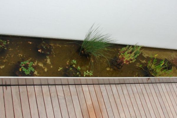 70 DW 01 Wasserbecken_fuer_Wasserpflanzen.jpg