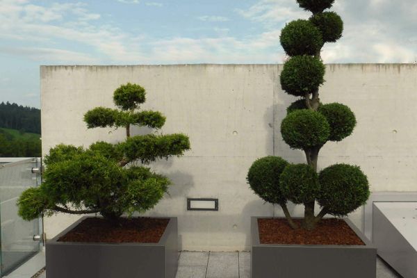 AA_09_quadratische_Pflanzentroege_mit_Bonsai-Baeumen.jpg