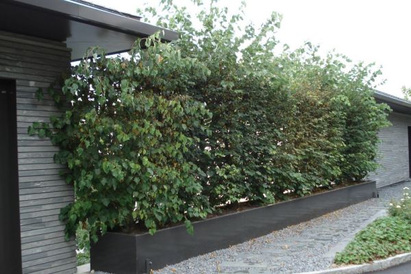 DE_60 2017_Pflanzentroege_als_Absperrung_und_Sichtschutz.JPG
