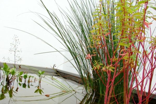 DW_05_Gartenidylle_durch_Wasserpflanzen_in_einem_Mauerinnenhof.jpg